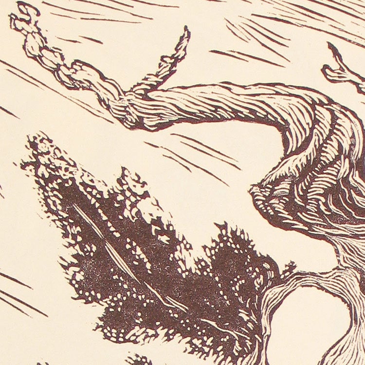 Wood Engraving Story Teller Twisted Ancient Bristlecone Pine White Mountains Sierra
