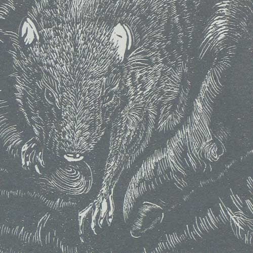Original Art Woodcut Print Bambino Baby Rat Mouse in Hand Wood Engraving Silver