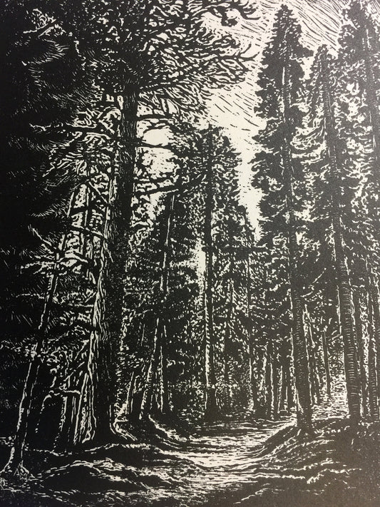 Original Wood Engraving Between Two Pines hiking trail in mountain pine forest