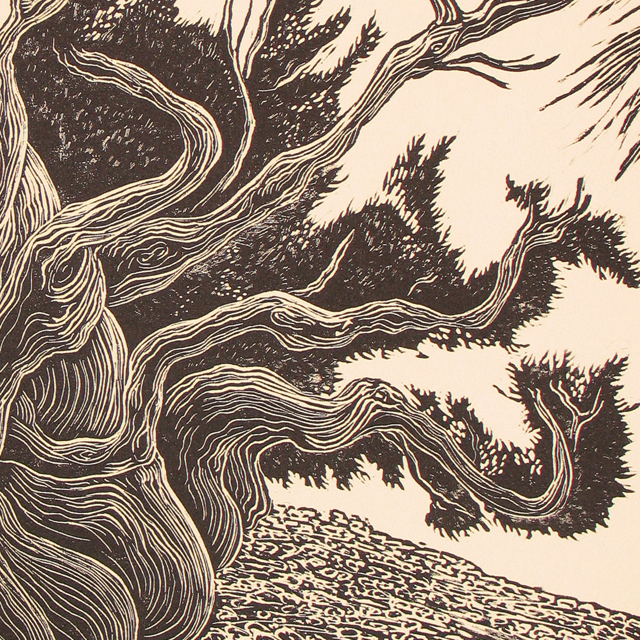 Bristlecone Pine Old Man Timberline Traveler Mountain Fine Art Print Wood Engraving