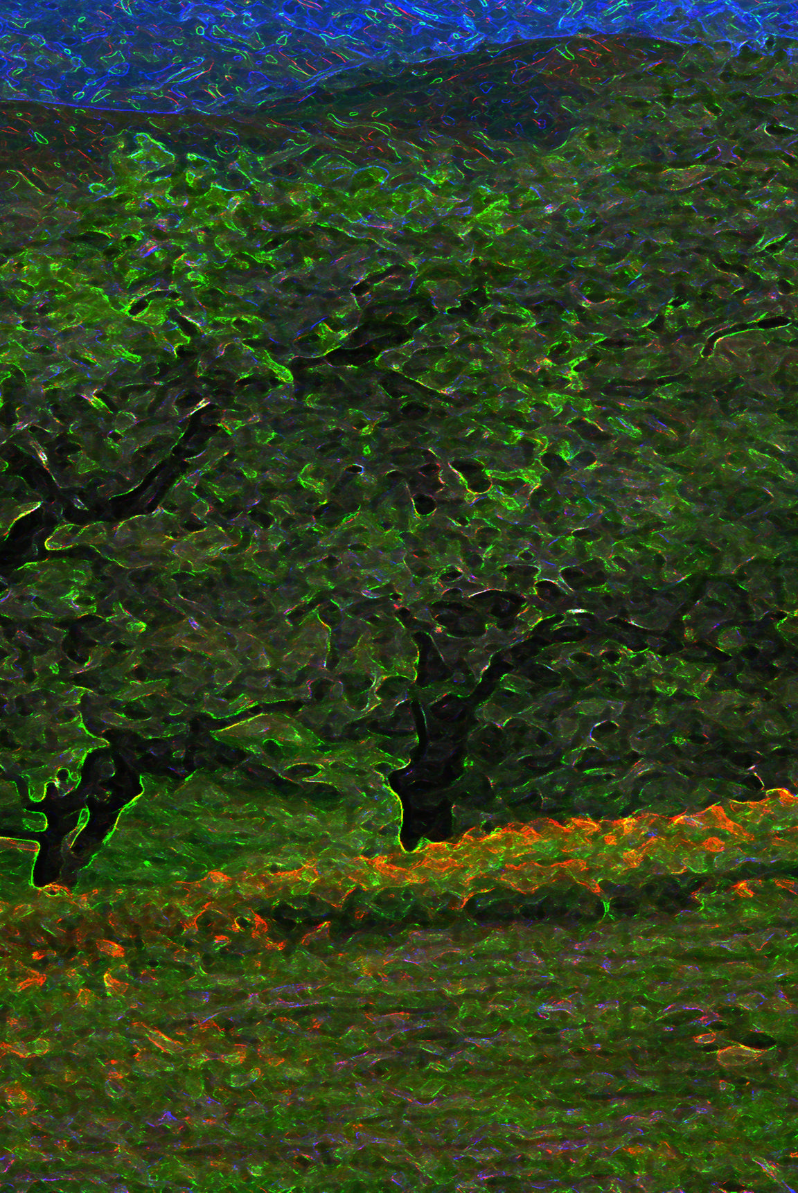 California Spring Dusk Nature Fine Art Print Tree Landscape Moody Green