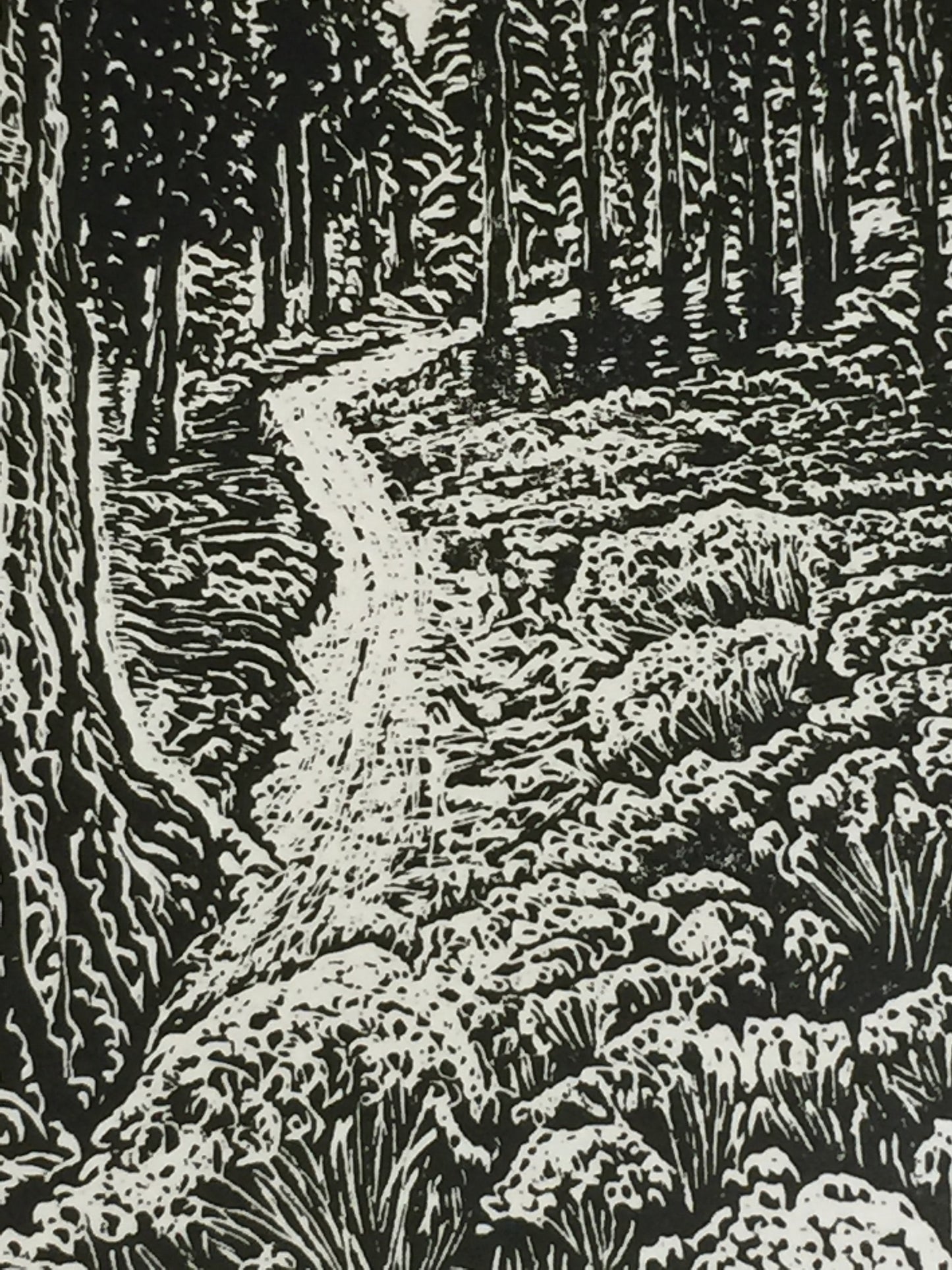 Original Wood Engraving Natures Peace Mountain Sunny Trail Among Pine Trees